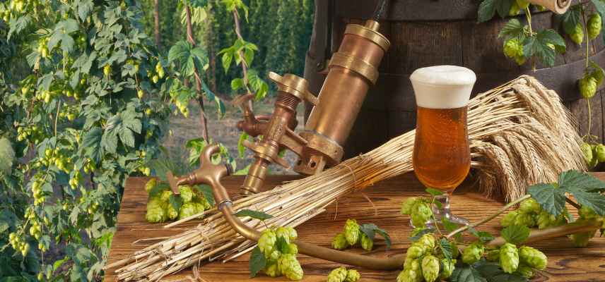 houblon pour brasser la biere