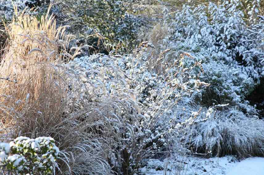 graminees en hiver