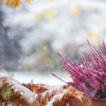 Plantez pas cher et donnez de la couleur au jardin en hiver