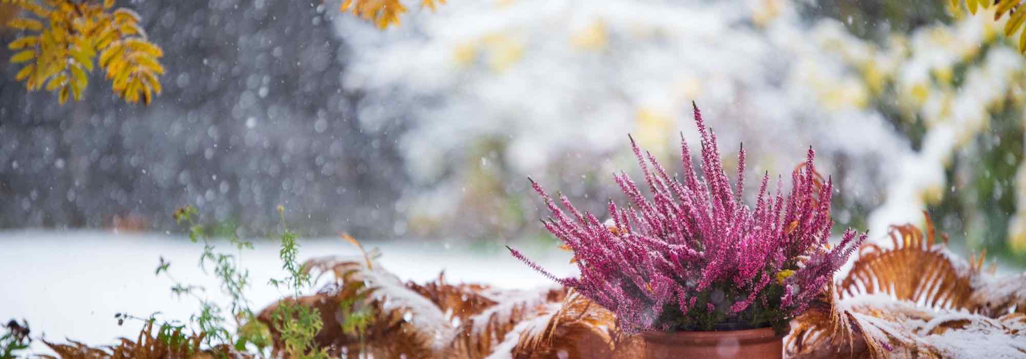 Plantez pas cher et donnez de la couleur au jardin en hiver