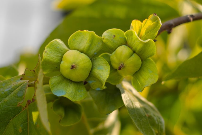 kaki plaqueminier absence de fruits