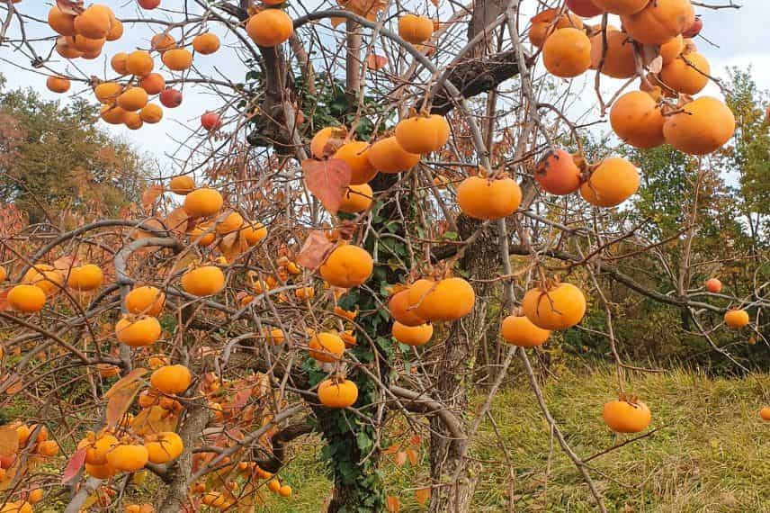 kaki plaqueminier sans fruits