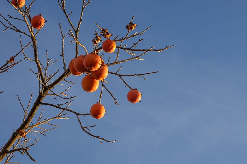 kaki plaqueminier absence de fruits