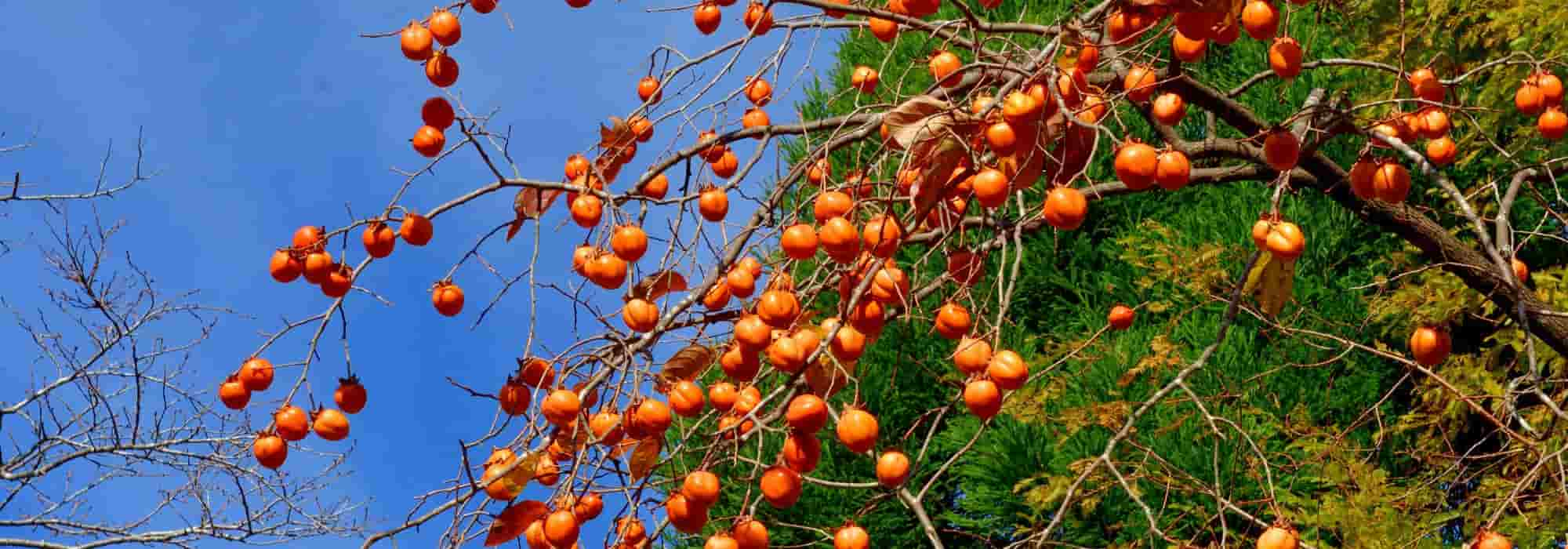 Kaki pomme : plantation, entretien, soin