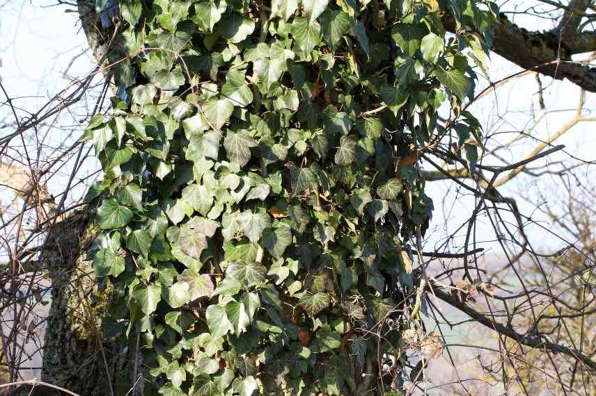 Hedera helix