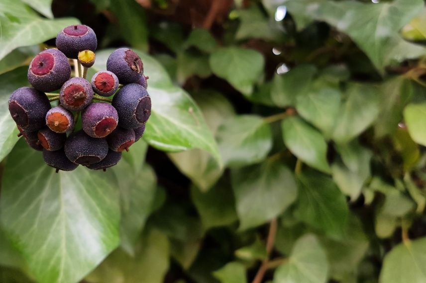 hedera helix