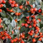 Maladies et parasites des Cotoneaster