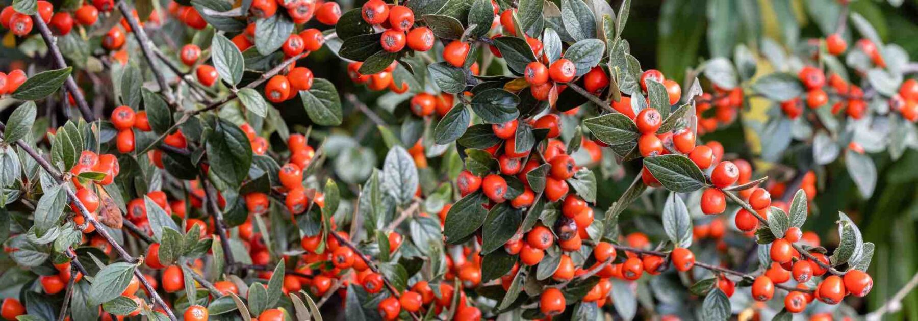 Maladies et parasites des Cotoneaster