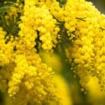 Maladies et parasites du mimosa