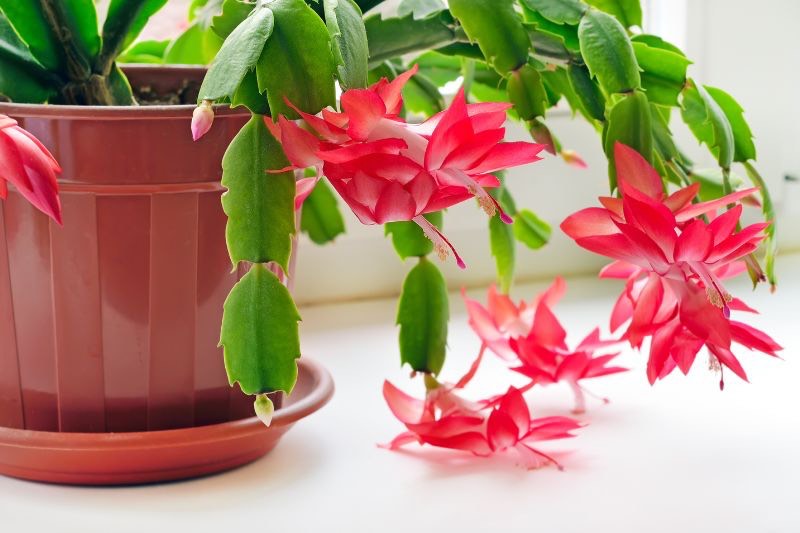 Comment multiplier le cactus de Noël ? - Blog Promesse de fleurs