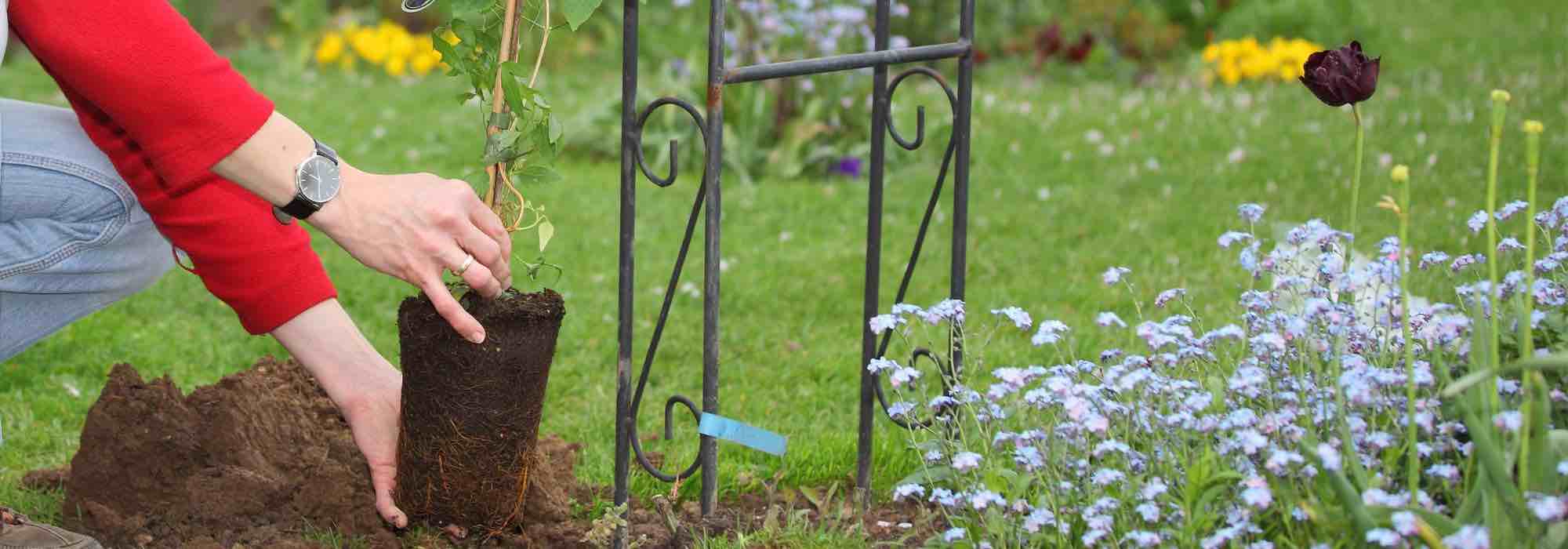 La bonne saison pour planter les plantes grimpantes