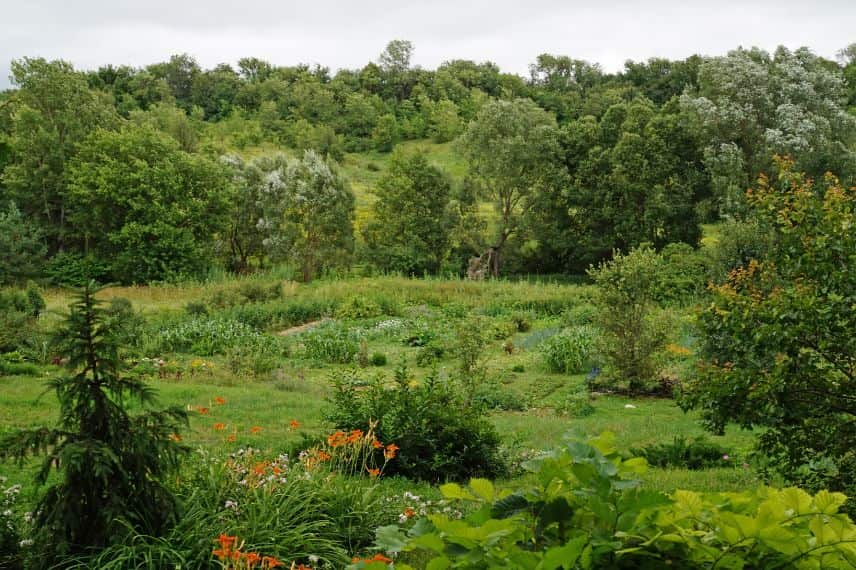 agriculture syntropique et successive 