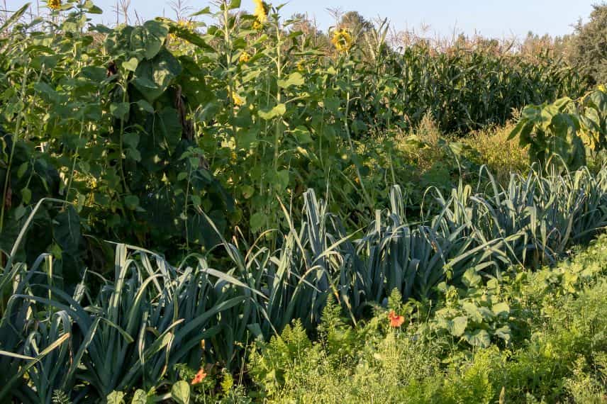 potager et syntropie