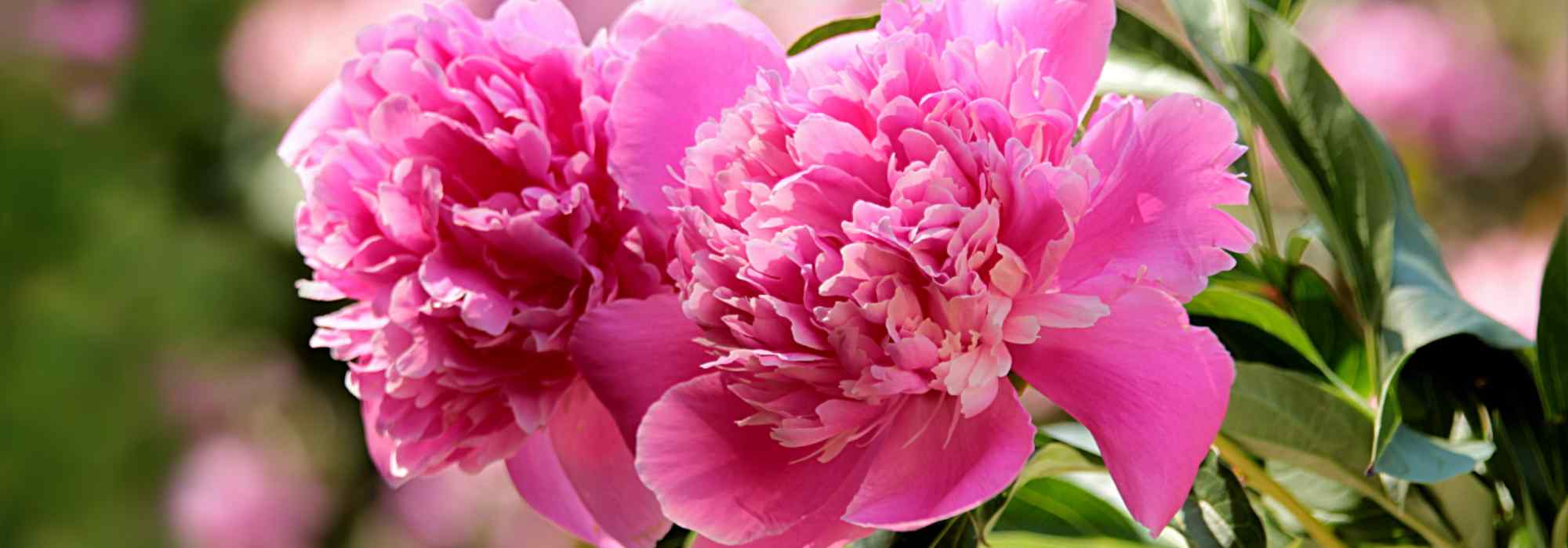 5 Pivoines à fleurs roses