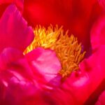 6 Pivoines à fleurs rouges