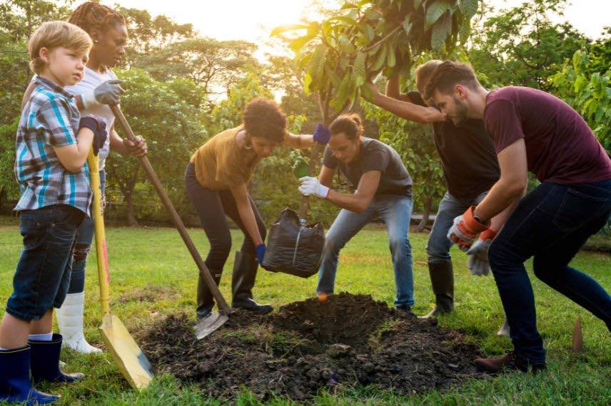 quand planter un arbre