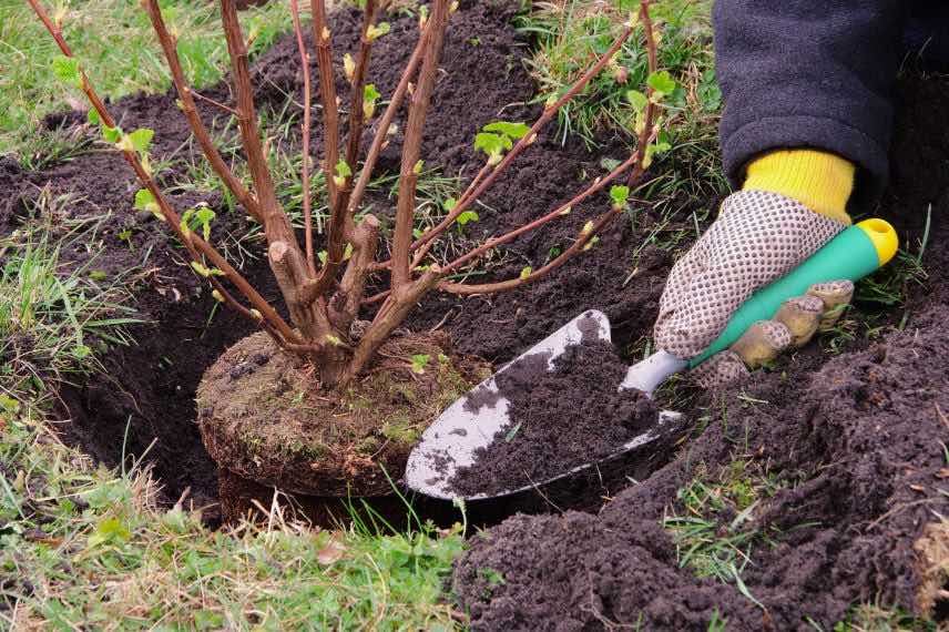 planter en automne