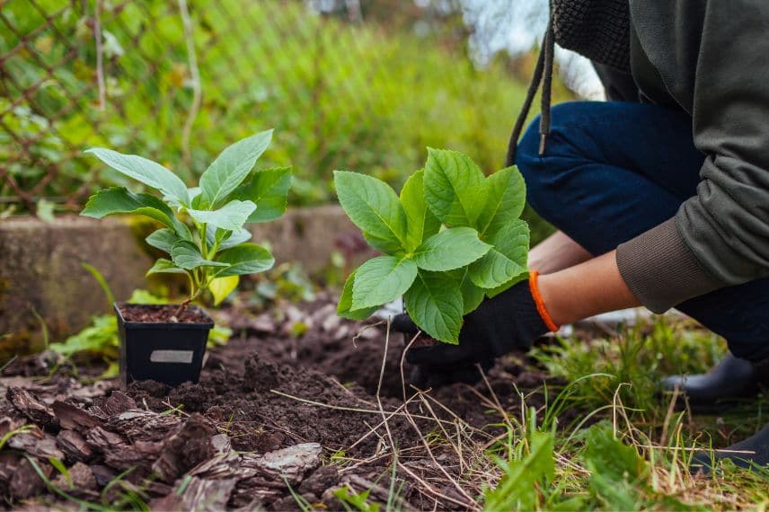 quand planter ?