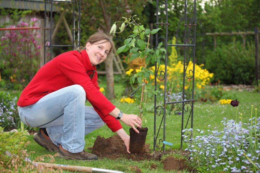 quand planter une clematite