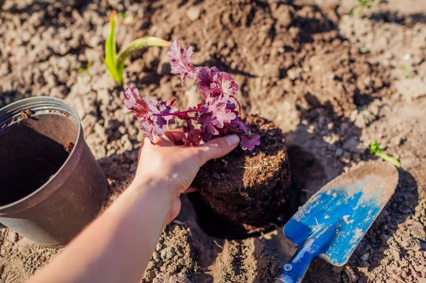 quand planter des vivaces au jardin