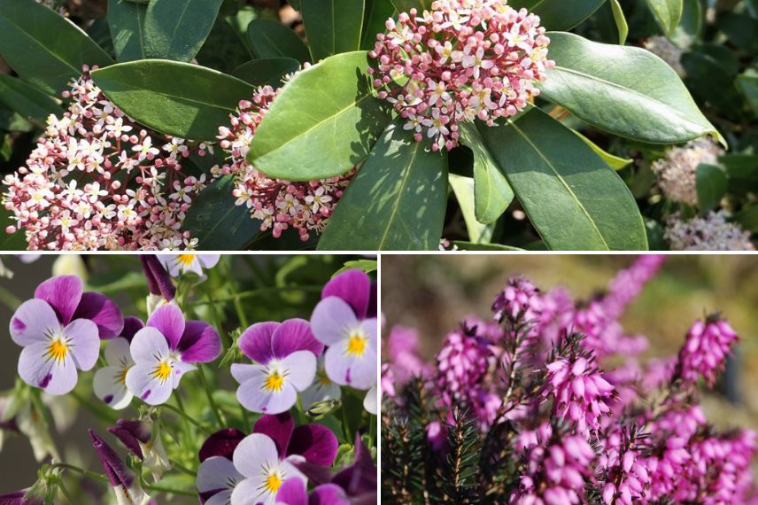 quelles plantes pour balcon jardiniere hiver