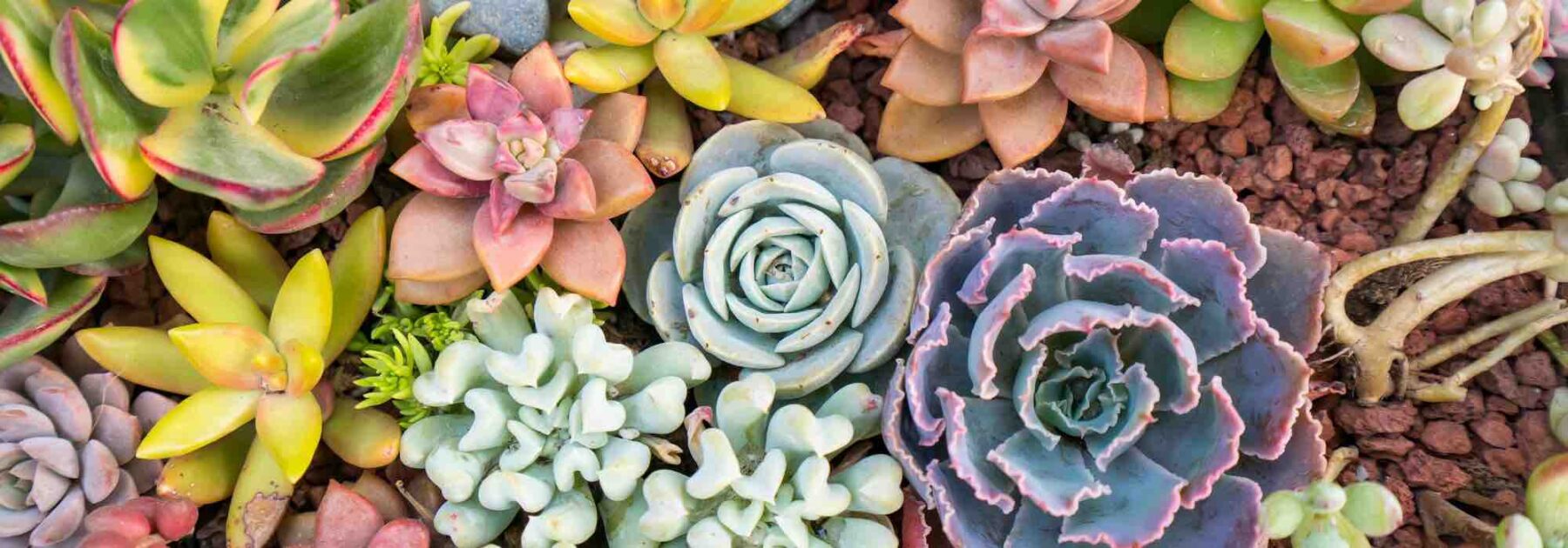 Comment semer des graines de plantes grasses et succulentes 