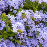 Comment bouturer le Plumbago ou Dentelaire du Cap ?