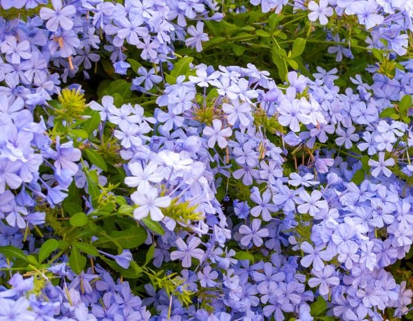 Comment bouturer le Plumbago ou Dentelaire du Cap ?