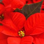 Cultiver le Poinsettia, l'incontournable plante de Noël