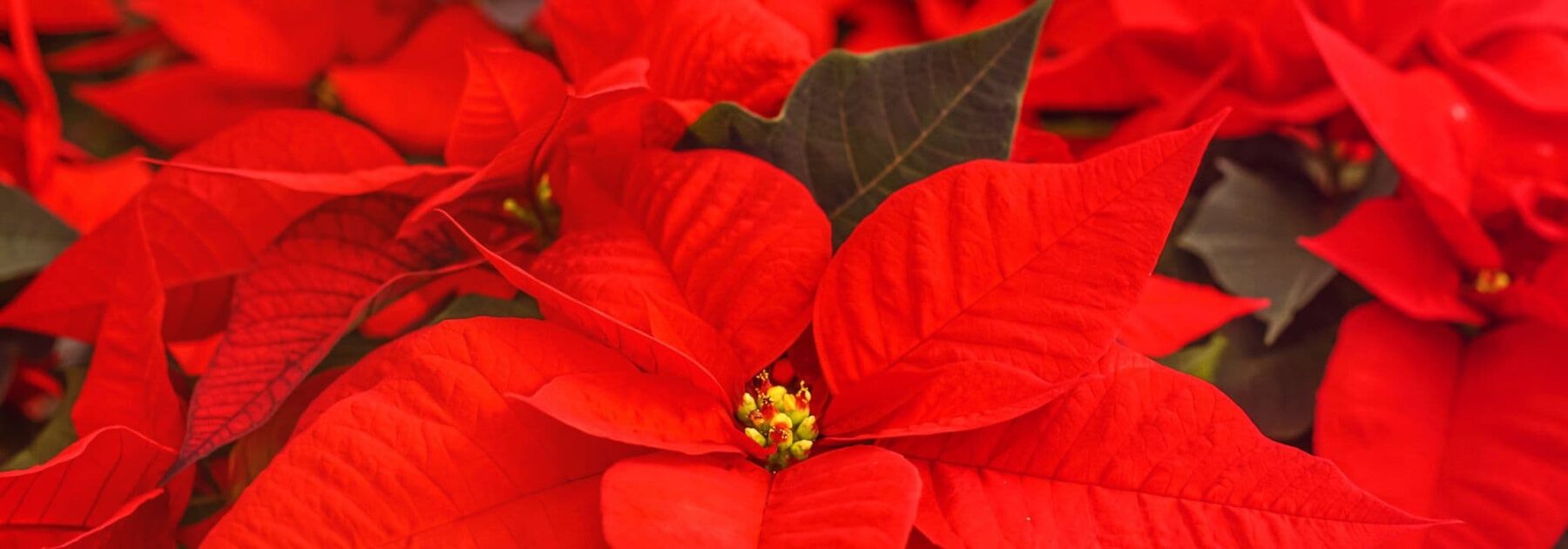 Cultiver le Poinsettia, l'incontournable plante de Noël