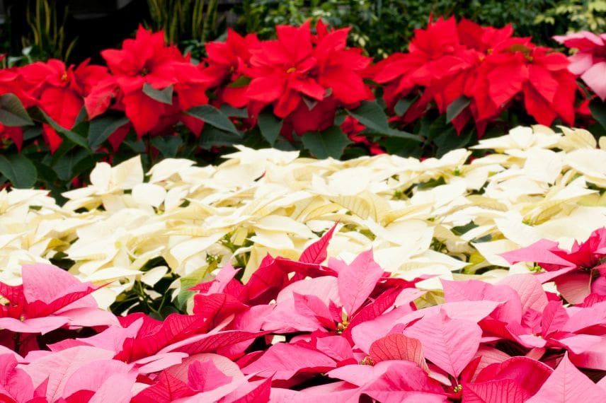 poinsettia : soins, fleurissement, arrosages