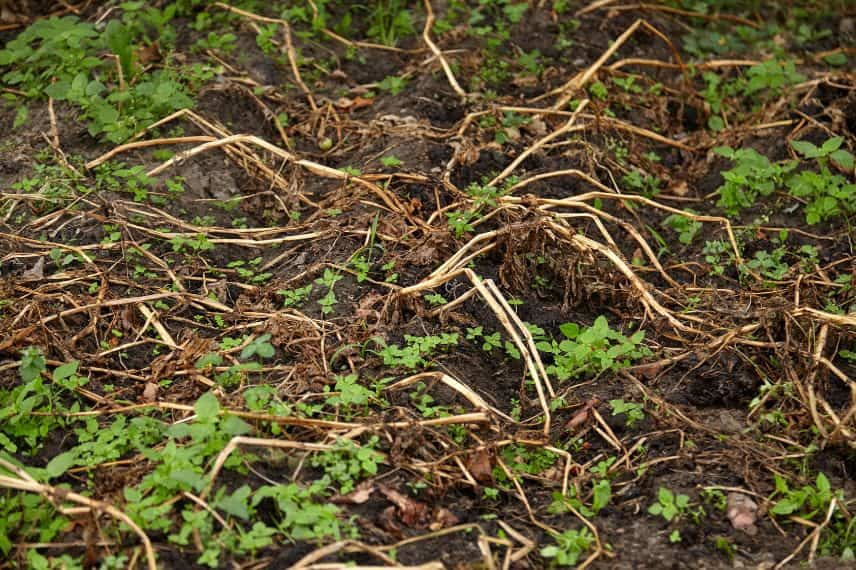 préparation potager pour hiver 