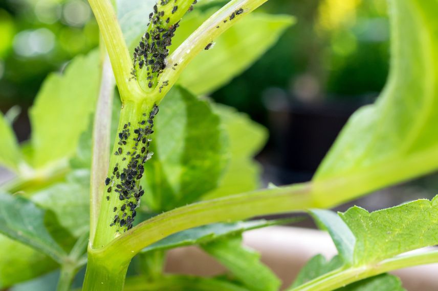 parasites berberis