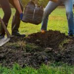 Quelle est la bonne saison pour planter un arbre ?