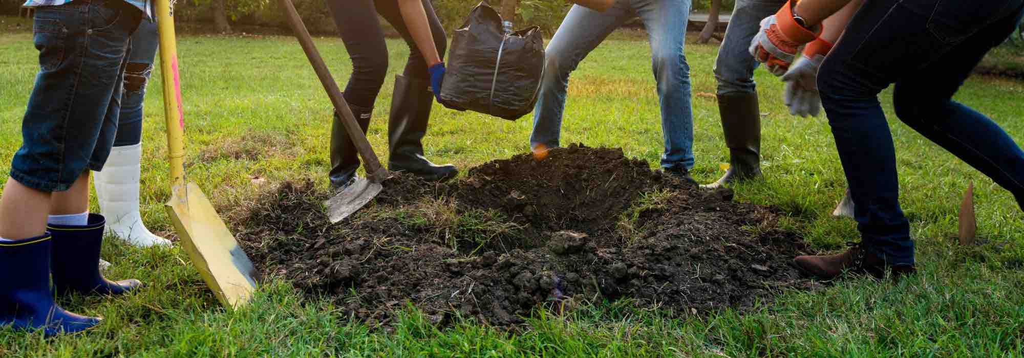 Quelle est la bonne saison pour planter un arbre ?