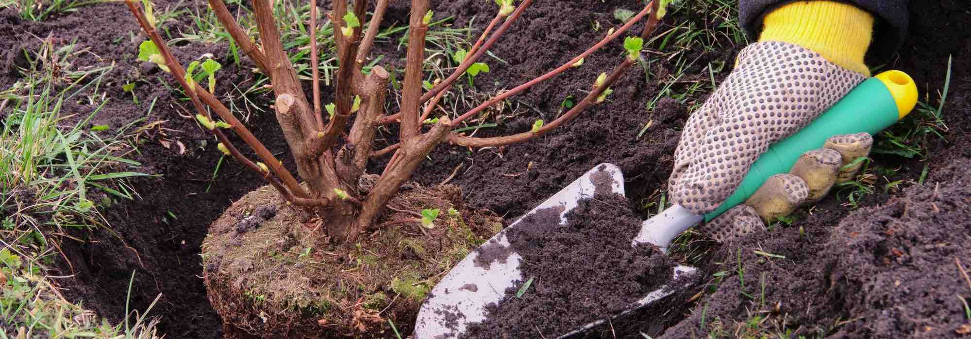 Quelle est la bonne saison pour planter les arbustes ?