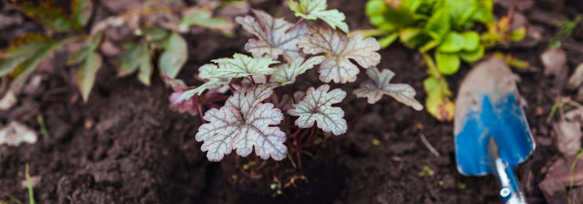 Choisir la bonne saison pour planter des vivaces