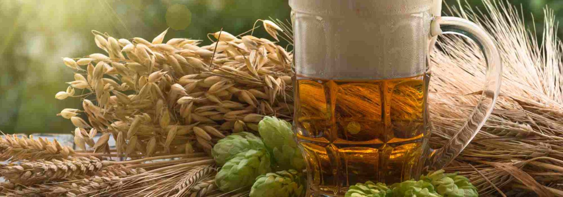 Les meilleures variétés de houblon pour brasser sa bière maison