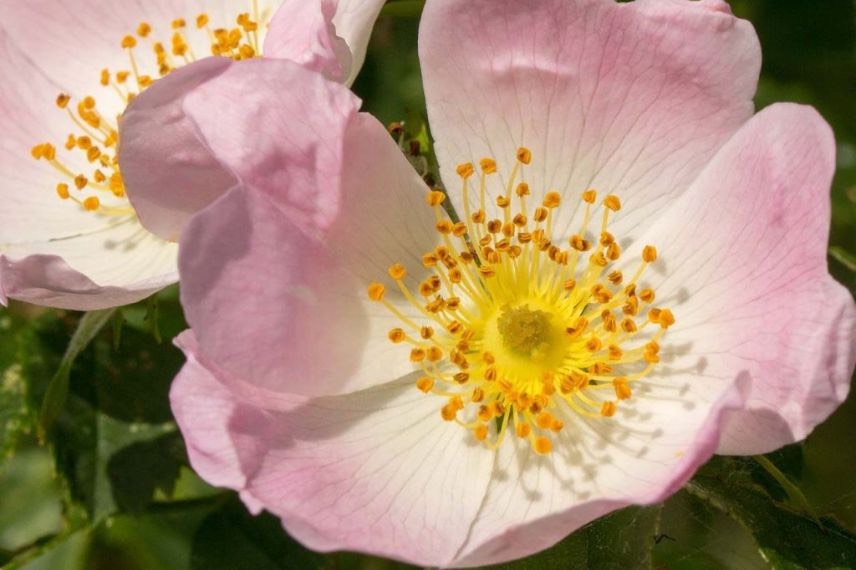 Rosa canina