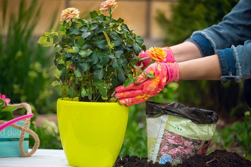 cultiver et planter rosier en pot