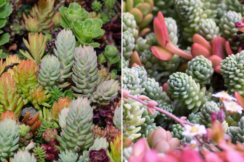 diversité succulentes