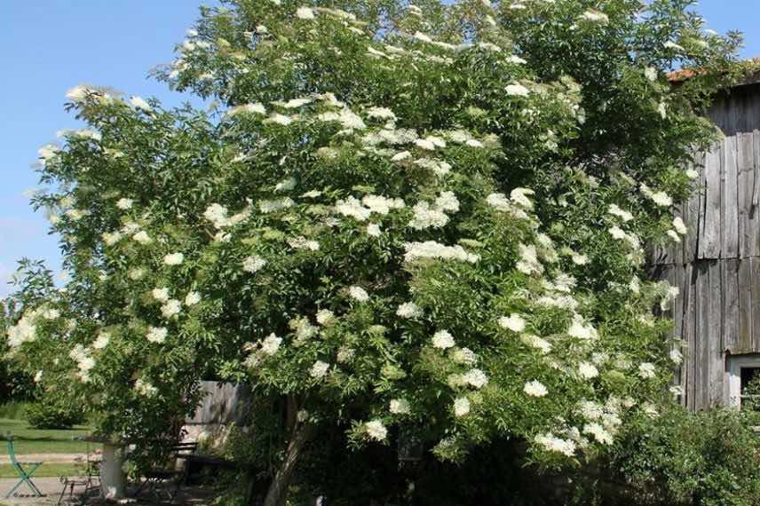 Sambucus nigra