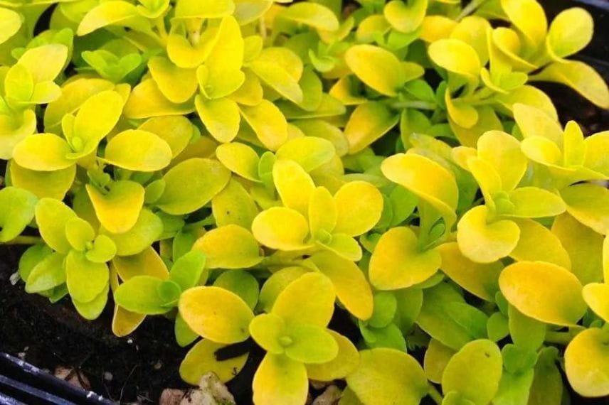 plantes feuillage doré 