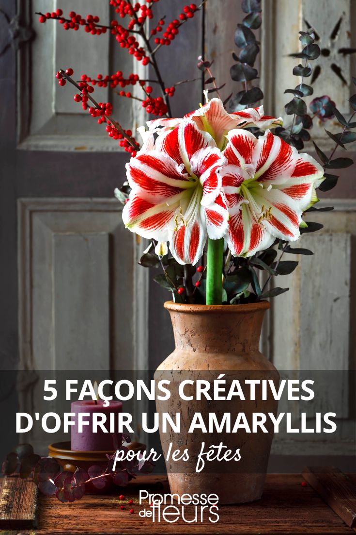 Amaryllis : 5 belles façons de l'offrir pour les fêtes