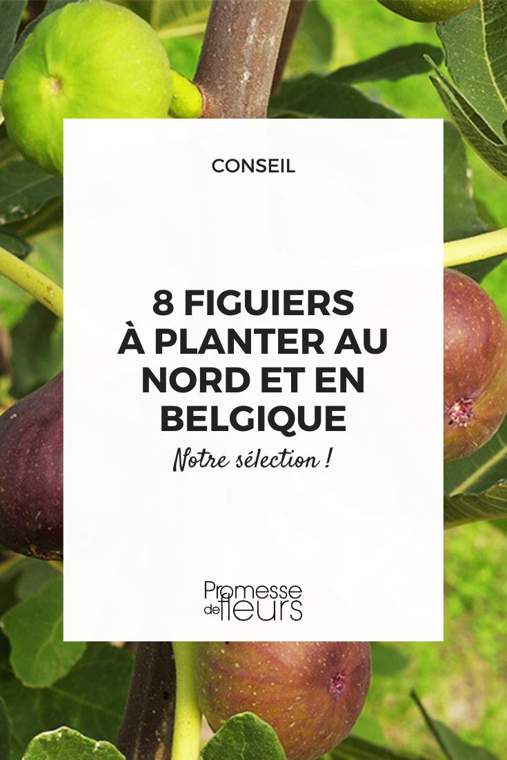 Les meilleures variétés de figuiers à planter au nord et en Belgique