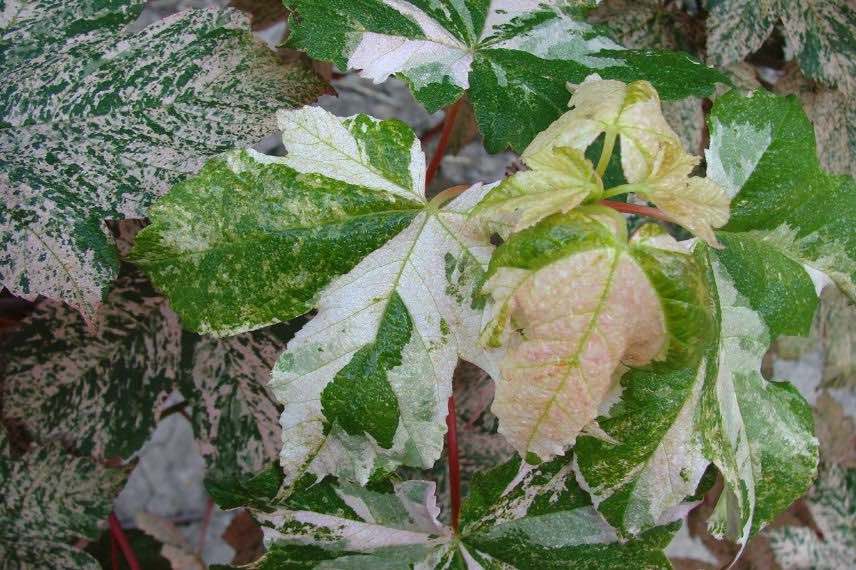 Acer pseudoplatanus