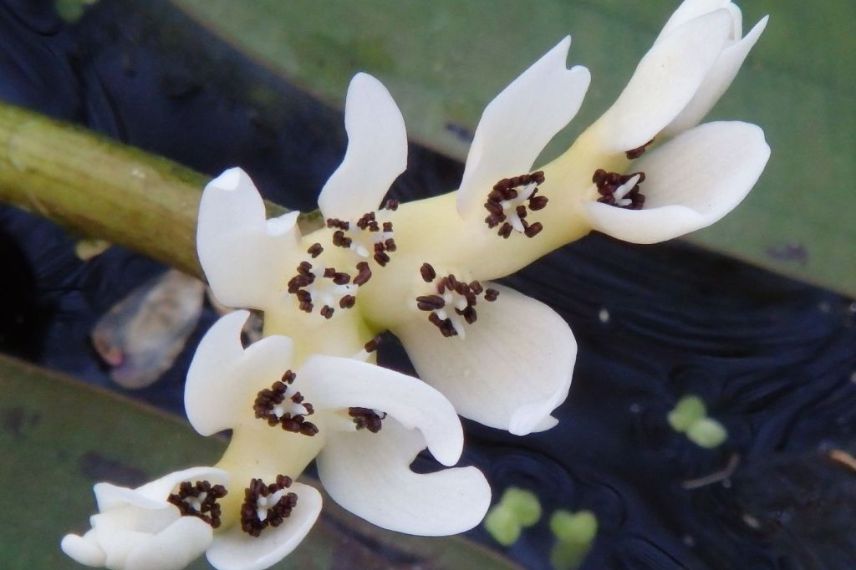 fleur de vanille d'eau