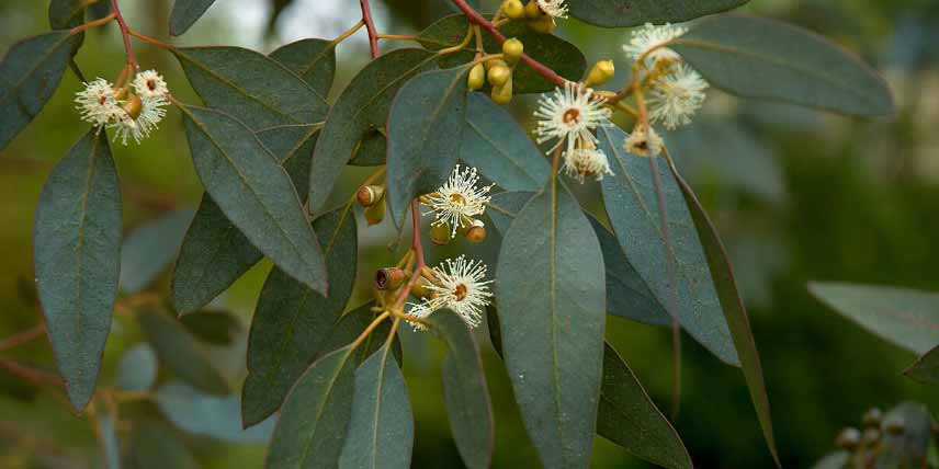 Arbres à feuilles persistantes : Eucalyptus