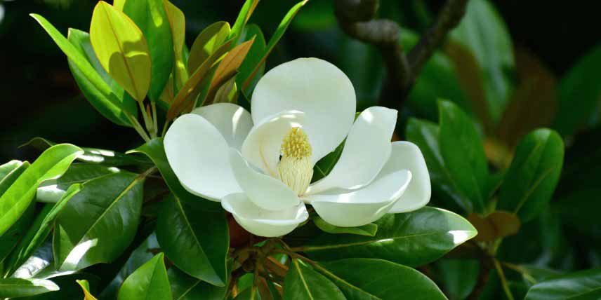 Arbres à feuilles persistantes : Magnolia grandiflora