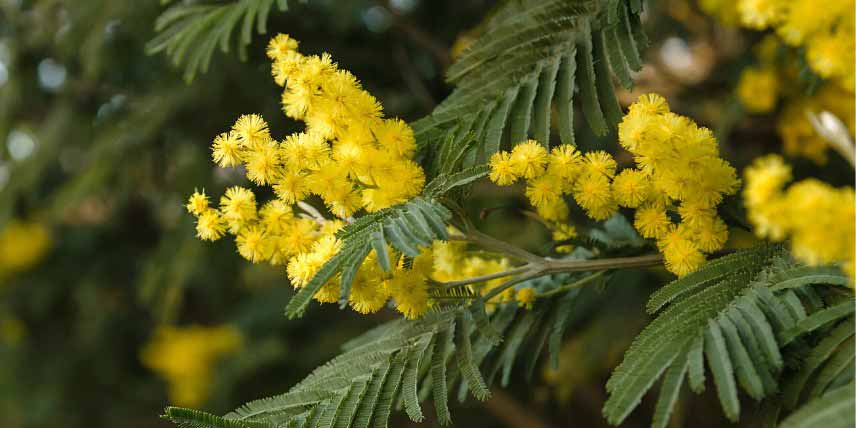 Arbres à feuilles persistantes : Acacia dealbata